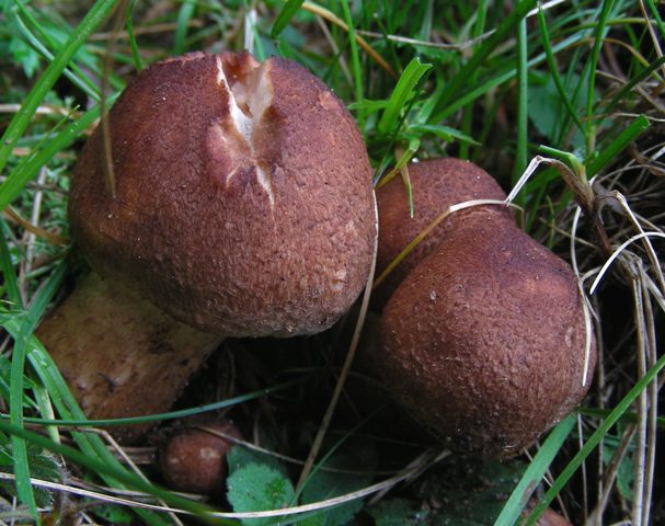 Escursione a 1500/1800,tanti funghi